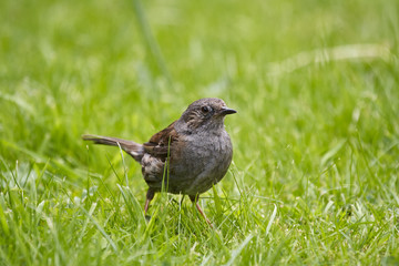 Dunnock