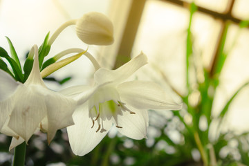 Fototapeta na wymiar White flower of narcissus. Rare view.