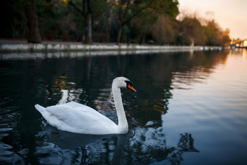 White swan on the pond in the evening