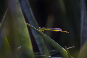 Dragonfly
