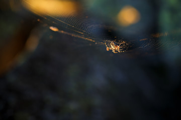 Spider on a web in the sun, in the forest