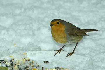 Rotkehlchen im Winter