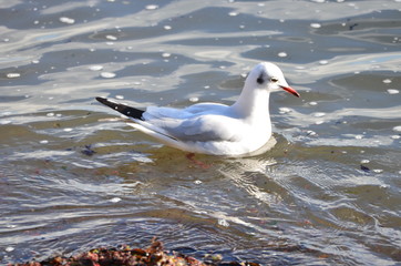 Mouette rieuse (Chroicocephalus ridibundus)