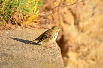 Pipit farlouse (Anthus pratensis)