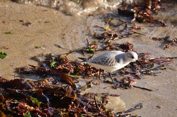 Bécasseau sanderling (Calidris alba)
