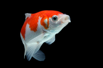 Koi fish Red and white