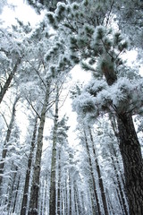 PINE TREE FOREST AND SNOW