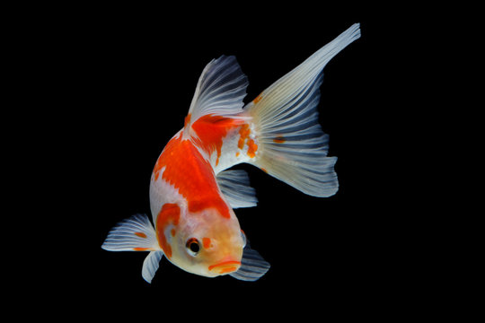 6 465 Best Koi Fish Images Stock Photos Vectors Adobe Stock