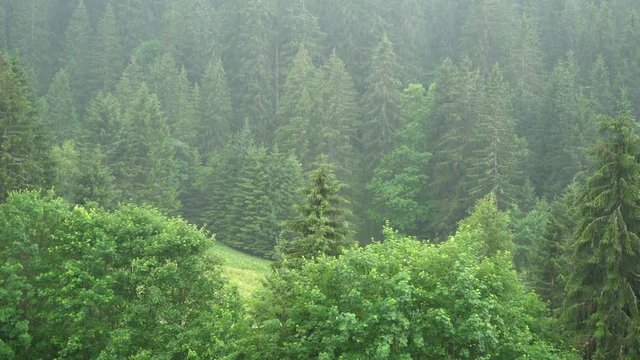 Forest raining weather with many trees