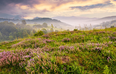 grassy hills with field of flavoring thyme at foggy sunrise. gorgeous landscape in Carpathian mountains - obrazy, fototapety, plakaty