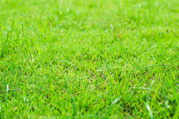 Fototapeta premium close up green grass texture in the park. green nature background.