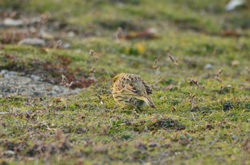 Bruant zizi (Emberiza cirlus)