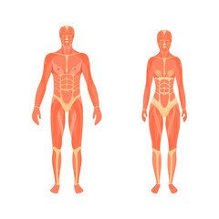 Illustration of the male and female muscular system