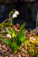 Beautiful blooming of White spring snowflake flowers in springtime. Snowflake also called Summer...