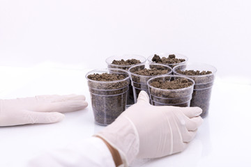 Examination of soil samples in a laboratory