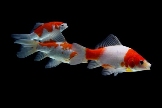 Koi fish Red and white