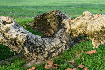 Obraz premium Gnarly Wood in Grass