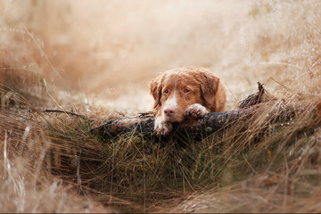 Dog Nova Scotia duck tolling Retriever in the field