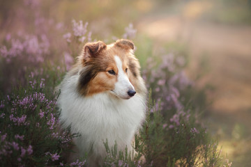 Sheltie dog in the forest