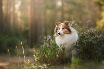 Fototapeta na wymiar Sheltie dog in the forest
