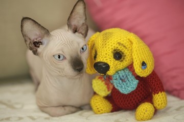 cute sphinx hairless cat