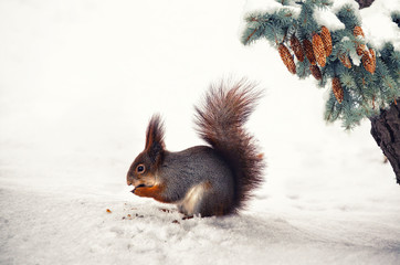 Squirrel eats nuts in the winter. Squirrel sits in the snow under the tree