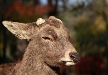 Closeup Deer with cut off antler on the sunlight at the park in Nara, Japan. The park is home to hundreds of freely roaming deer.