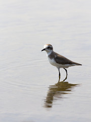 Lesser Sand Plover.