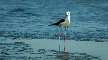 Black-winged Stilt.