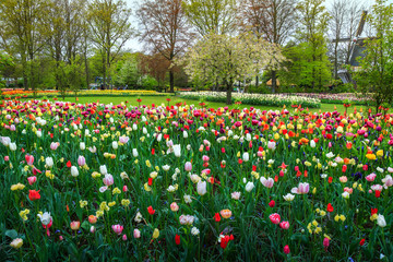 Colorful fresh tulips and spring flowers in Keukenhof park, Netherlands