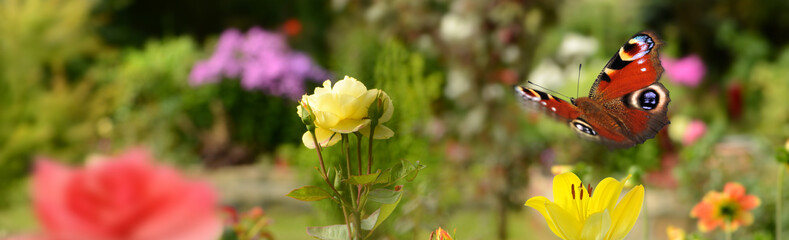 Schmetterling 424 © K.-U. Häßler