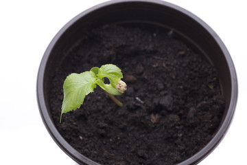 cherry tree in flowerpot