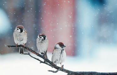 funny little birds sitting on a branch in the snow on Christmas day