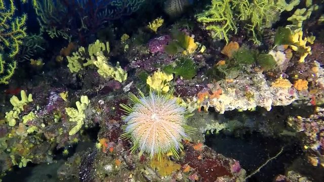 melon sea urchin - echinus melo in the deep mediterranean sea