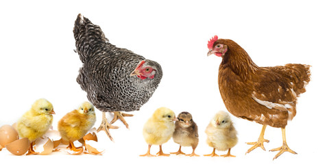 cute yellow newborn chickens and hens isolated on white