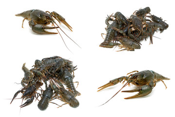 Live crayfish isolated on white background