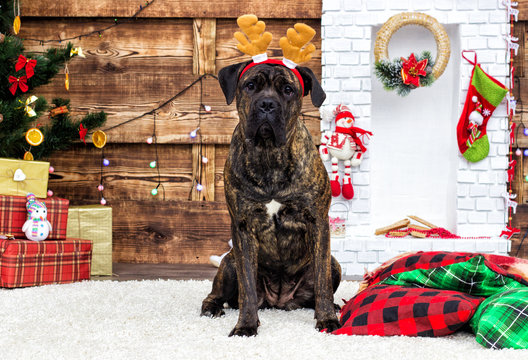 dog breeds cane corso in New Year's deer horns
