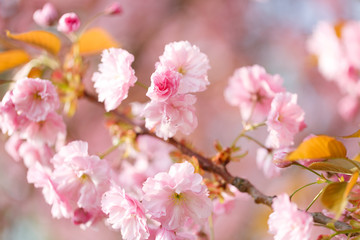 Obraz na płótnie Canvas sakura flowers cherry blossoms