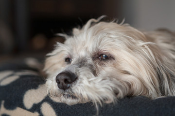 Tiefenentspannter Havaneser