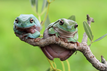 Tree frog, dumpy frog on branch