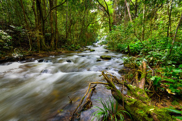 Cascade falls over mossy trunk in rainforest with clear river long exposure