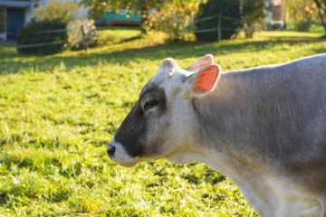 Domestic cow in farm