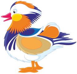 Mandarin duck