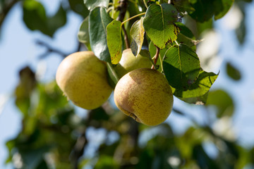 pears isolated hanging down