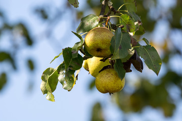 pears isolated hanging down