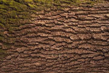 Embossed texture of the brown bark of a tree with green moss and blue lichen on it. Relief creative texture of an old oak bark.