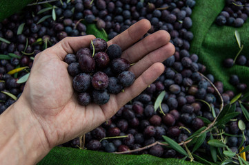 Naklejka na ściany i meble Hand of young boy full of black olives. Picking olives in Seville, Andalusia, Spain.