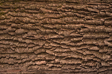 Embossed texture of the brown bark of a tree with green moss and blue lichen on it. Relief creative...