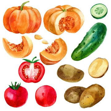 Watercolor illustration, set, image of vegetables, tomatoes, potatoes, pumpkin and cucumber.