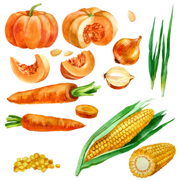 Watercolor illustration, set, images of vegetables, corn and corn kernels, carrots, pumpkins and onions.